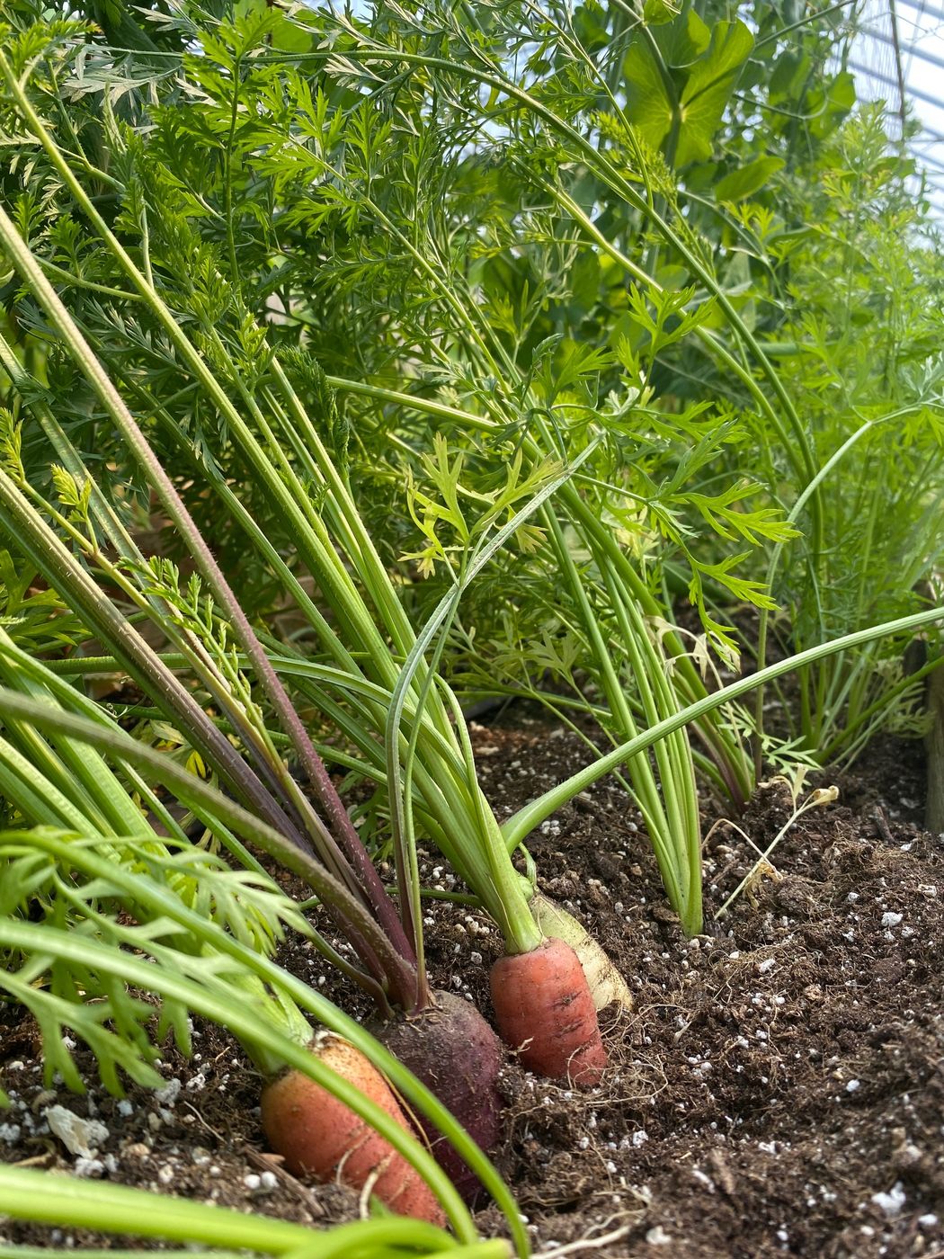 Carrots pushing up out of a raised bed
