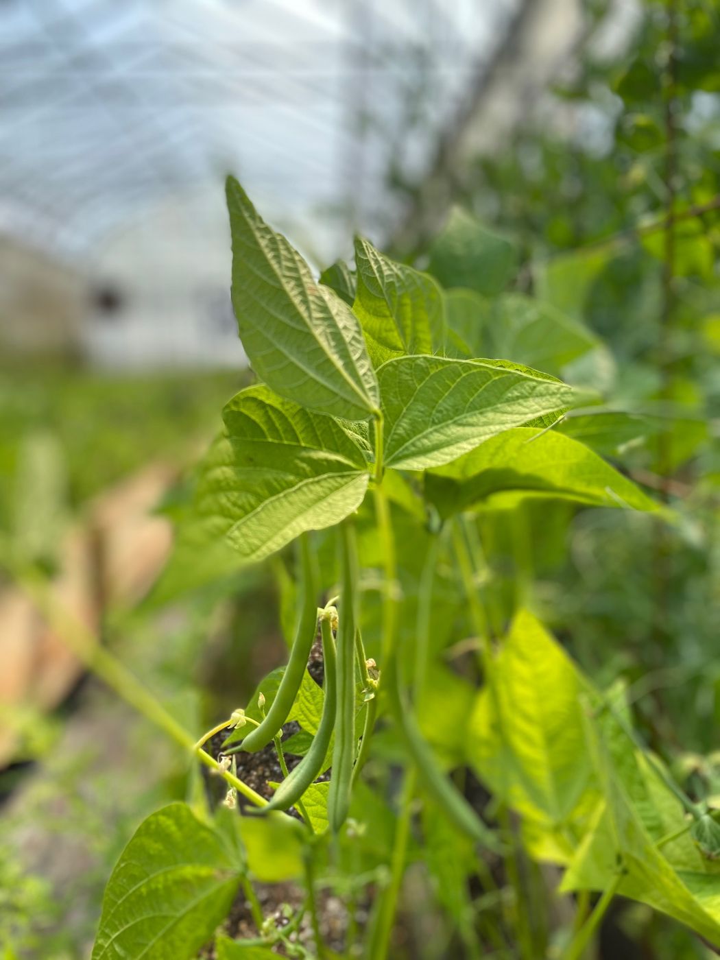 Green beans hanging from the plant