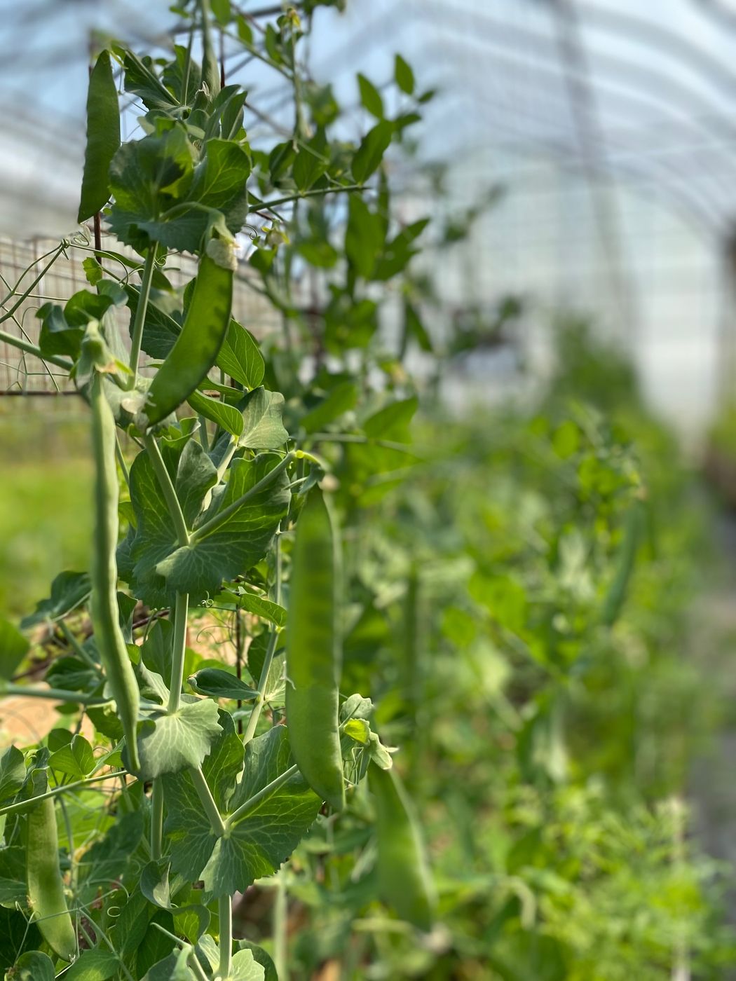 Pea vines climbing a trellis