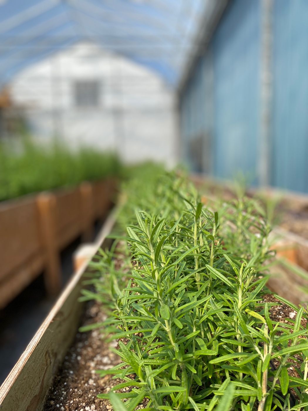 Rosemary growing in a raised bed