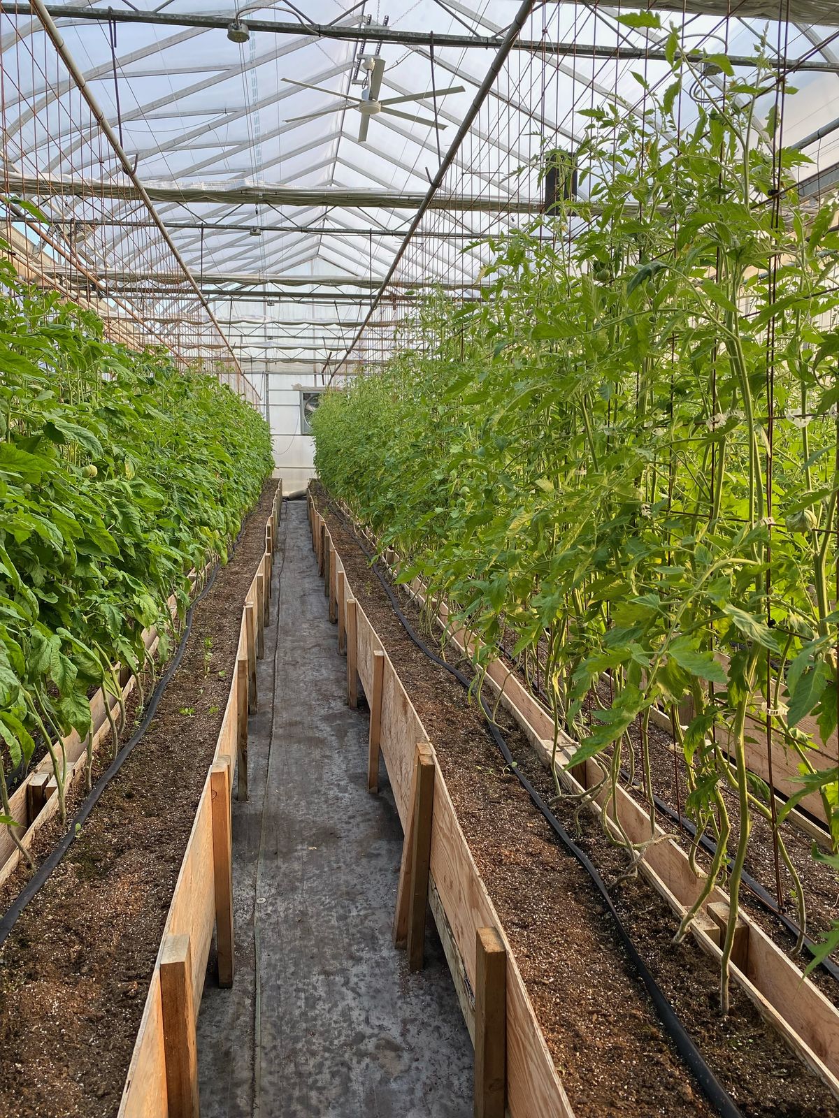 Rows of tomato plants in raised beds inside the greenhouse