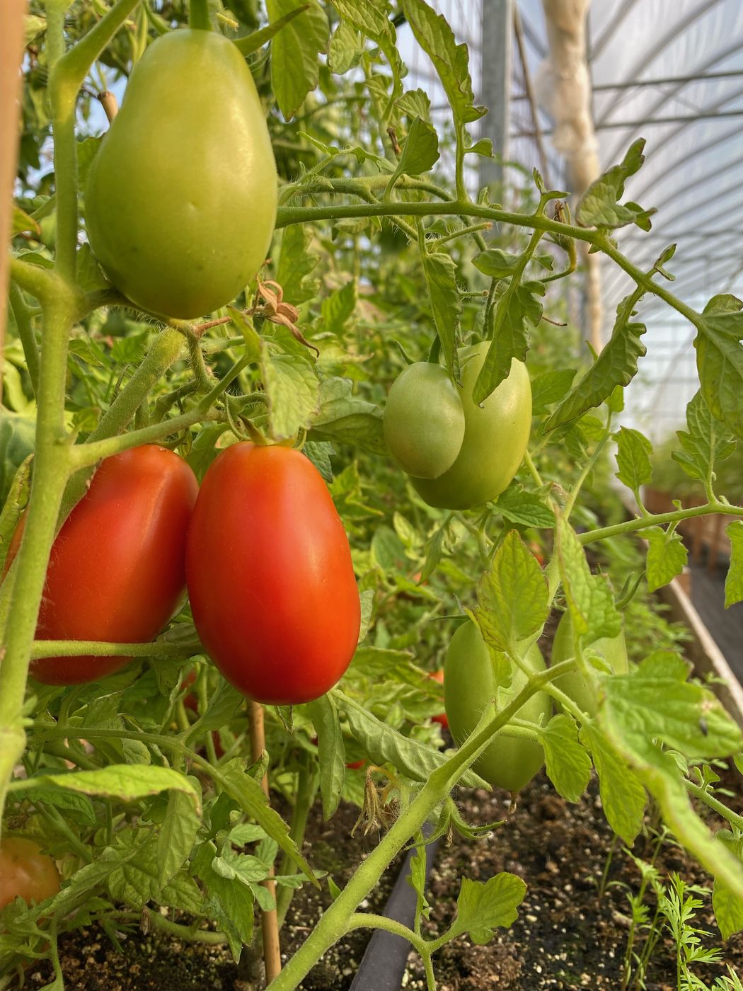 Tomatoes ripening on the vine in the greenhouse